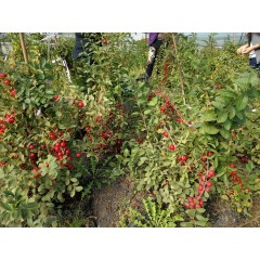 鈣果 農大6號樹苗果樹苗木【郵政發(fā)貨、10棵起發(fā)貨】