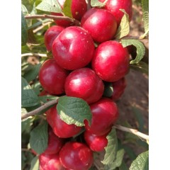 鈣果 農大6號樹苗果樹苗木【郵政發(fā)貨、10棵起發(fā)貨】