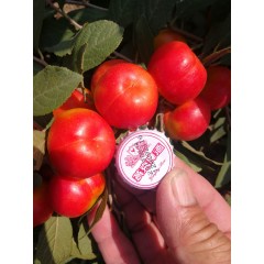 鈣果 農大6號樹苗果樹苗木【郵政發(fā)貨、10棵起發(fā)貨】