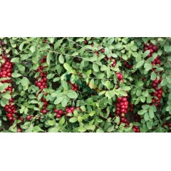 農(nóng)大鈣果4號(hào)果樹苗木【郵政發(fā)貨、10棵起發(fā)貨】