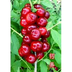 農(nóng)大鈣果4號(hào)果樹苗木【郵政發(fā)貨、10棵起發(fā)貨】