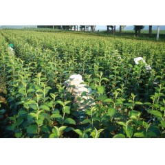 農(nóng)大鈣果4號(hào)果樹苗木【郵政發(fā)貨、10棵起發(fā)貨】