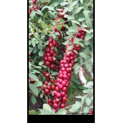 農(nóng)大鈣果4號(hào)果樹苗木【郵政發(fā)貨、10棵起發(fā)貨】