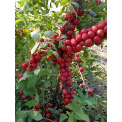 農(nóng)大鈣果4號(hào)果樹苗木【郵政發(fā)貨、10棵起發(fā)貨】