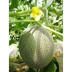 一只長在吐魯番的哈密瓜，西州蜜25號又叫“酥蜜25號”濃郁香甜，甜度驚人！！！