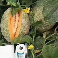 一只長在吐魯番的哈密瓜，西州蜜25號又叫“酥蜜25號”濃郁香甜，甜度驚人?。?！