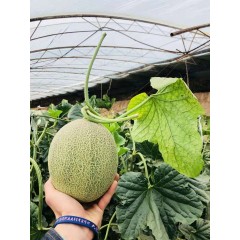 一只長在吐魯番的哈密瓜，西州蜜25號又叫“酥蜜25號”濃郁香甜，甜度驚人?。?！