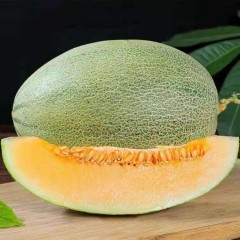 一只長在吐魯番的哈密瓜，西州蜜25號又叫“酥蜜25號”濃郁香甜，甜度驚人！?。? width=