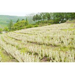 農(nóng)大鈣果苗木農(nóng)大4號(hào)、農(nóng)大6號(hào)、’‘農(nóng)大7號(hào)’樹苗【郵政發(fā)貨、10棵起發(fā)貨】