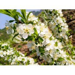 農(nóng)大鈣果苗木農(nóng)大4號(hào)、農(nóng)大6號(hào)、’‘農(nóng)大7號(hào)’樹苗【郵政發(fā)貨、10棵起發(fā)貨】