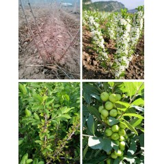 農(nóng)大鈣果苗木農(nóng)大4號(hào)、農(nóng)大6號(hào)、’‘農(nóng)大7號(hào)’樹苗【郵政發(fā)貨、10棵起發(fā)貨】