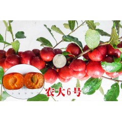農(nóng)大鈣果苗木農(nóng)大4號(hào)、農(nóng)大6號(hào)、’‘農(nóng)大7號(hào)’樹苗【郵政發(fā)貨、10棵起發(fā)貨】