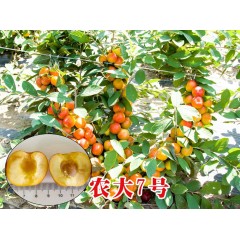 農(nóng)大鈣果苗木農(nóng)大4號(hào)、農(nóng)大6號(hào)、’‘農(nóng)大7號(hào)’樹苗【郵政發(fā)貨、10棵起發(fā)貨】