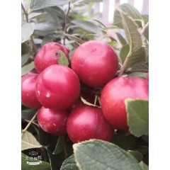 鈣果 農家綠色新鮮水果中華鈣果補鈣之星