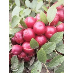 鈣果 農家綠色新鮮水果中華鈣果補鈣之星