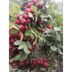 鈣果 農家綠色新鮮水果中華鈣果補鈣之星