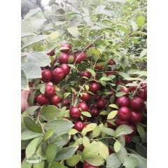 鈣果 農家綠色新鮮水果中華鈣果補鈣之星