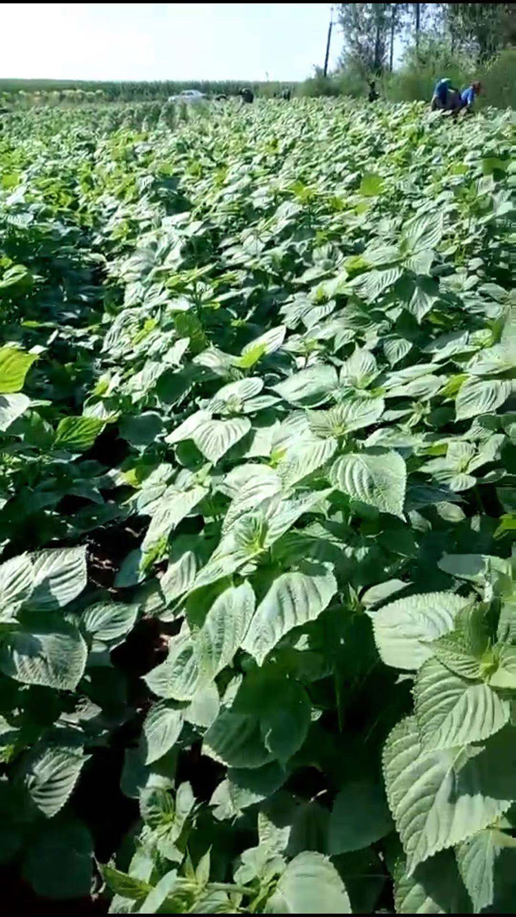 蘇子訂單農(nóng)業(yè) 訂單種植 蘇子葉、蘇子籽 回收收購(gòu)