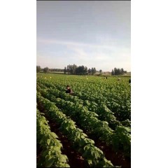 蘇子訂單農(nóng)業(yè) 訂單種植 蘇子葉、蘇子籽 回收收購(gòu)