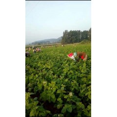 蘇子訂單農(nóng)業(yè) 訂單種植 蘇子葉、蘇子籽 回收收購(gòu)